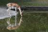 Antilope beim trinken