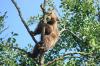 Braunbr-Junges im Baum