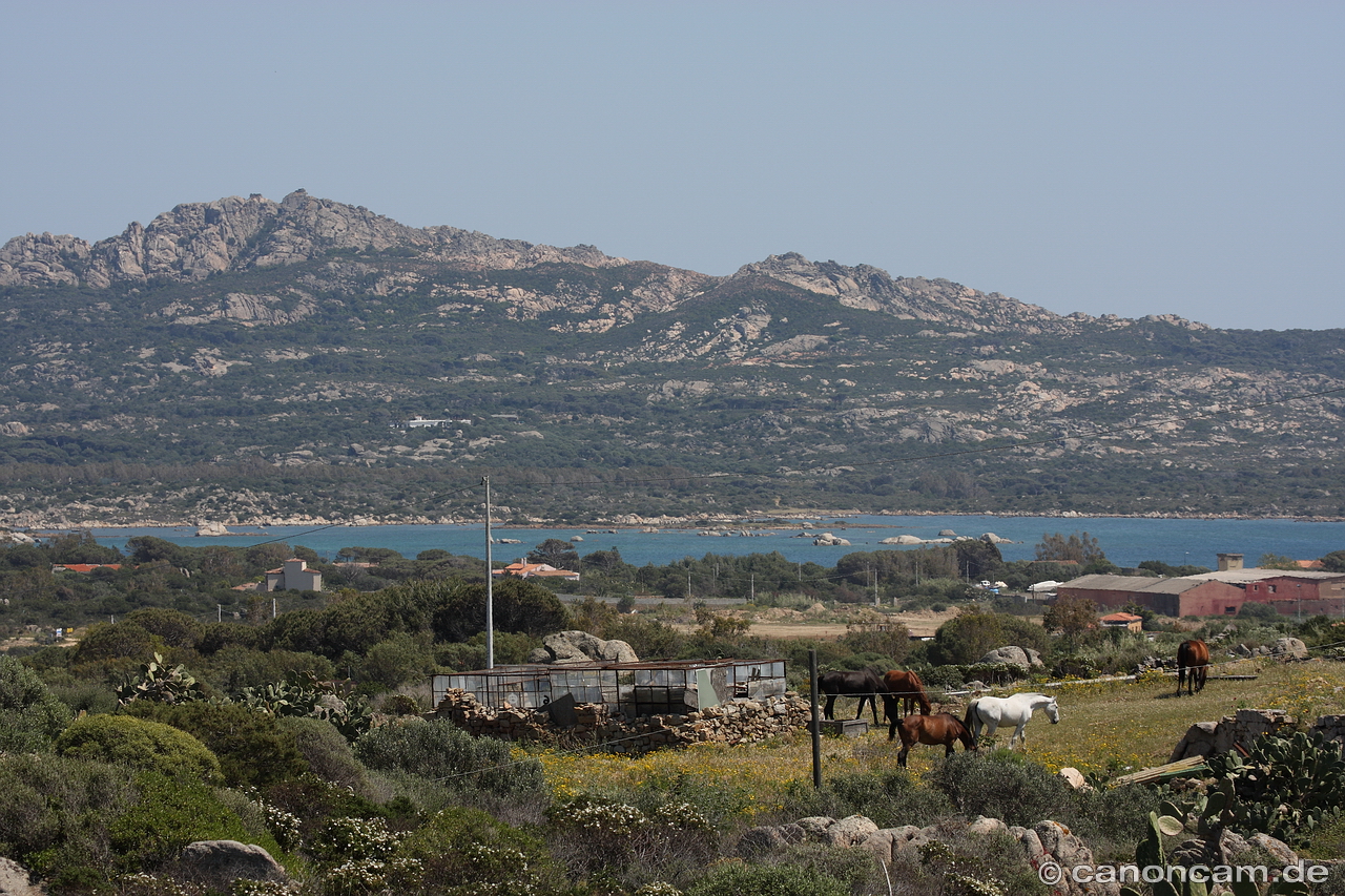 Pferde auf La Maddalena