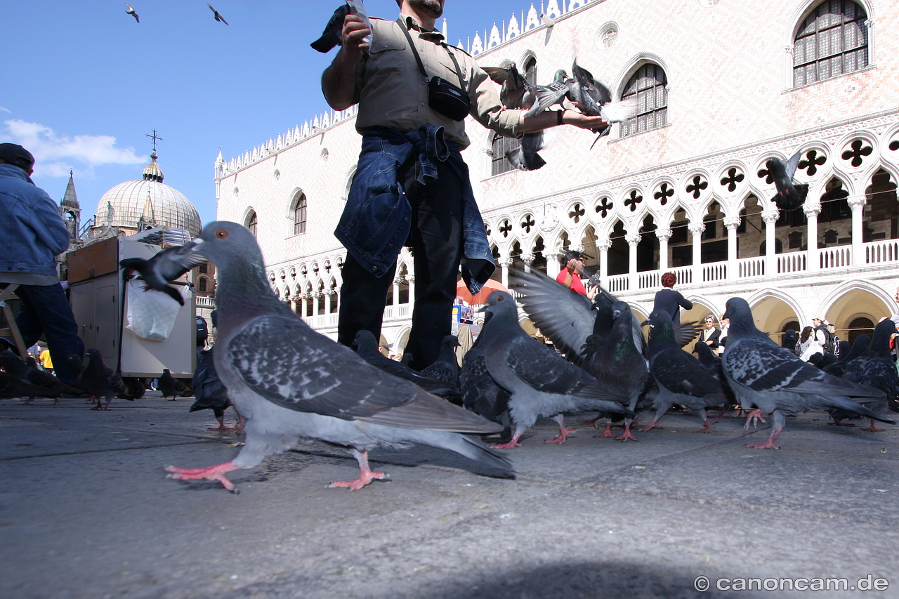 Venedig - Taube auf dem Markusplatz