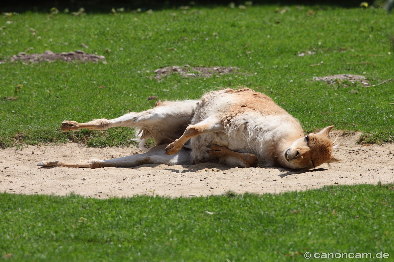 Vikunja beim Sandbad