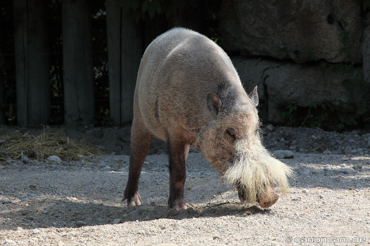 Bartschwein