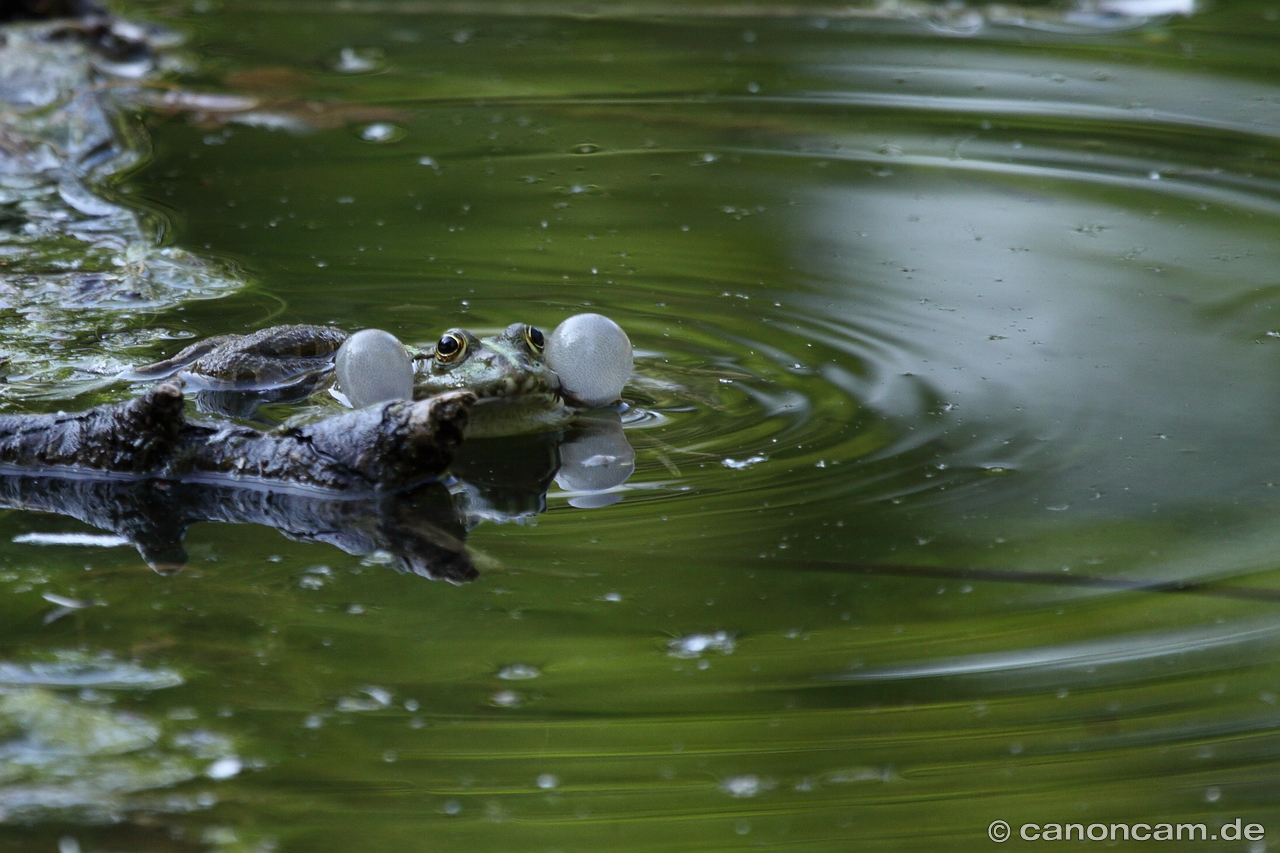 Teichfrosch