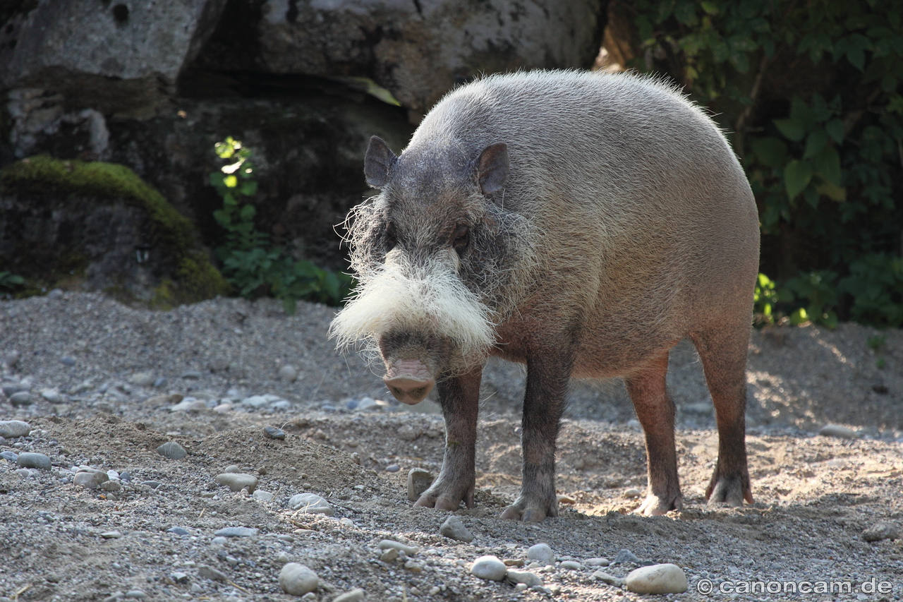 Bartschwein