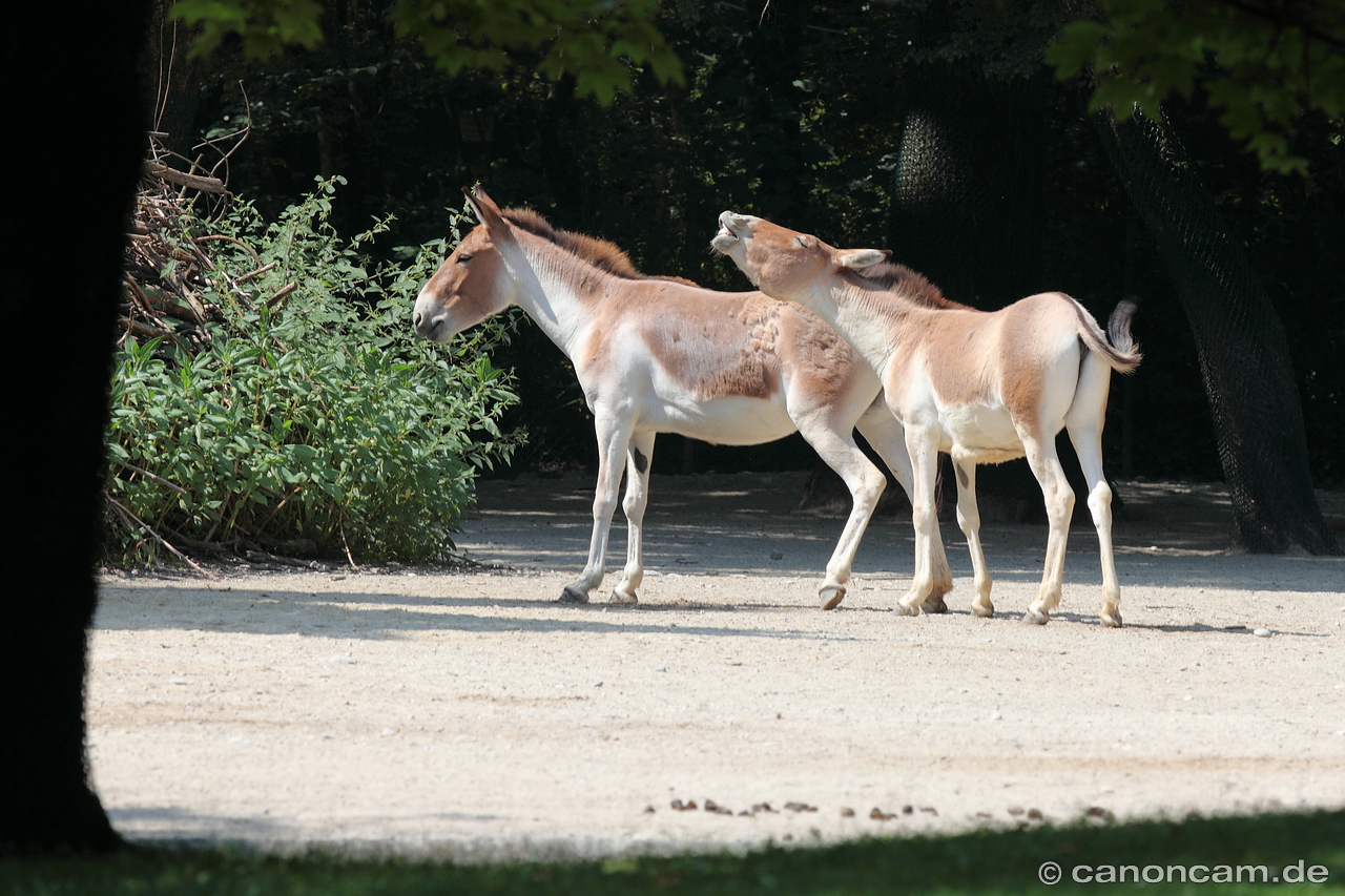 Tibetische Wildesel / Kiang