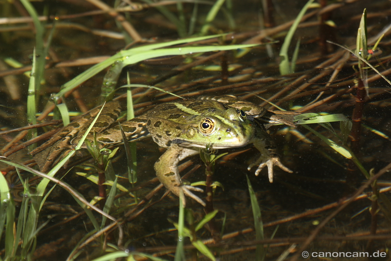 Seefrosch