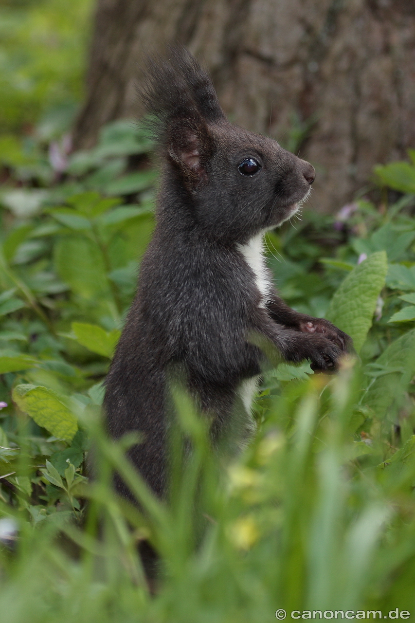 Neugieriges Eichhrnchen