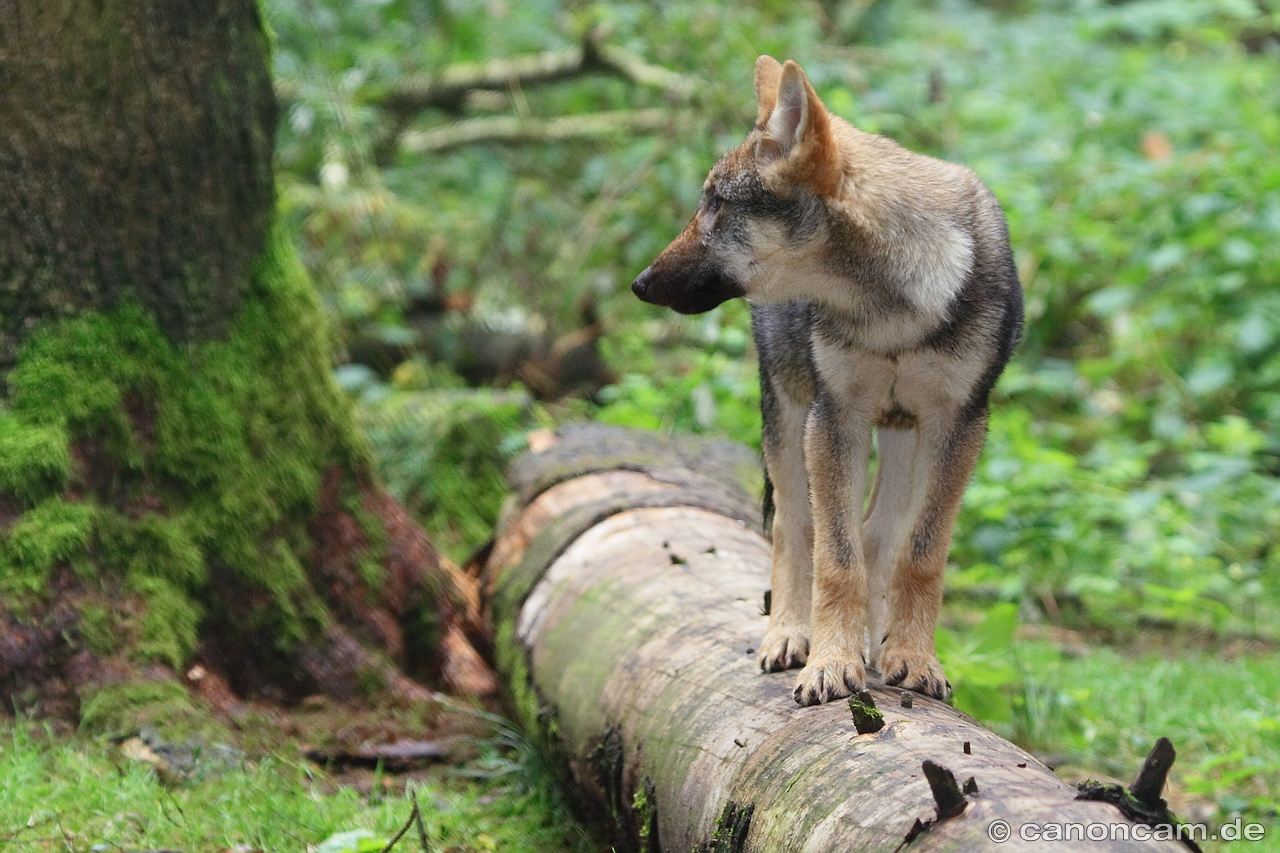 Junger Wolf auf Baumstamm