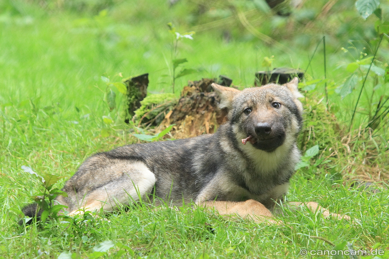 Wolf beim Fressen