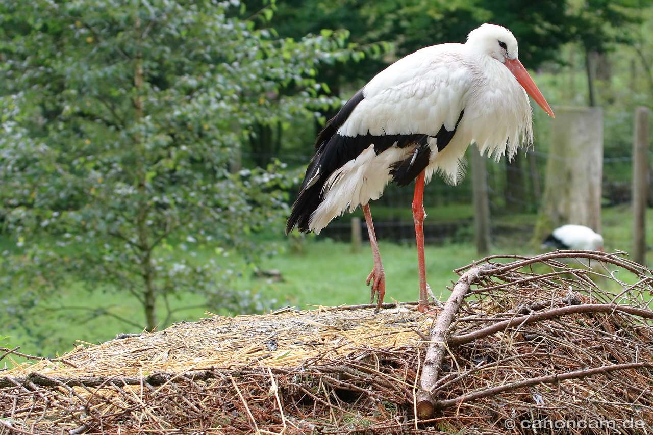 Storch auf Nest