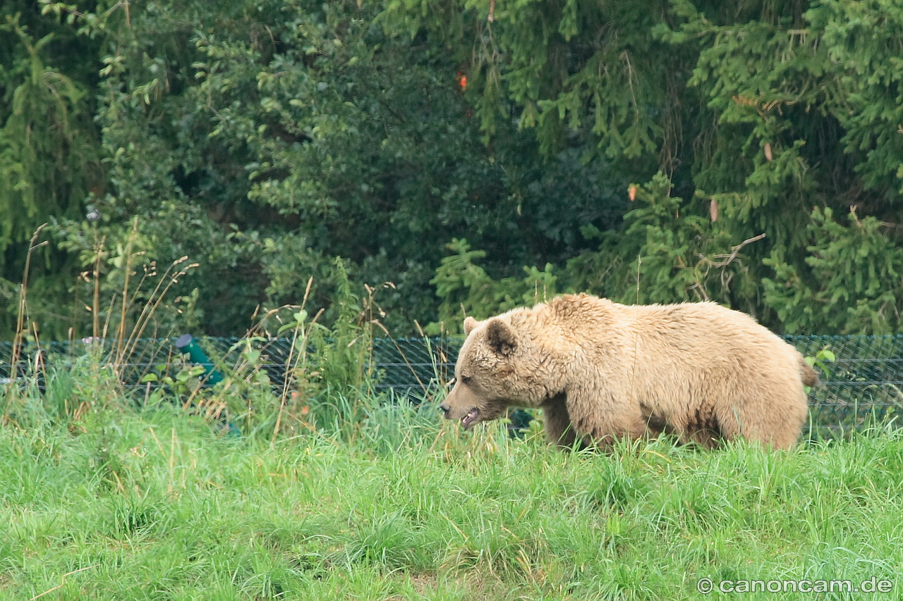 Braunbren im Wildpark