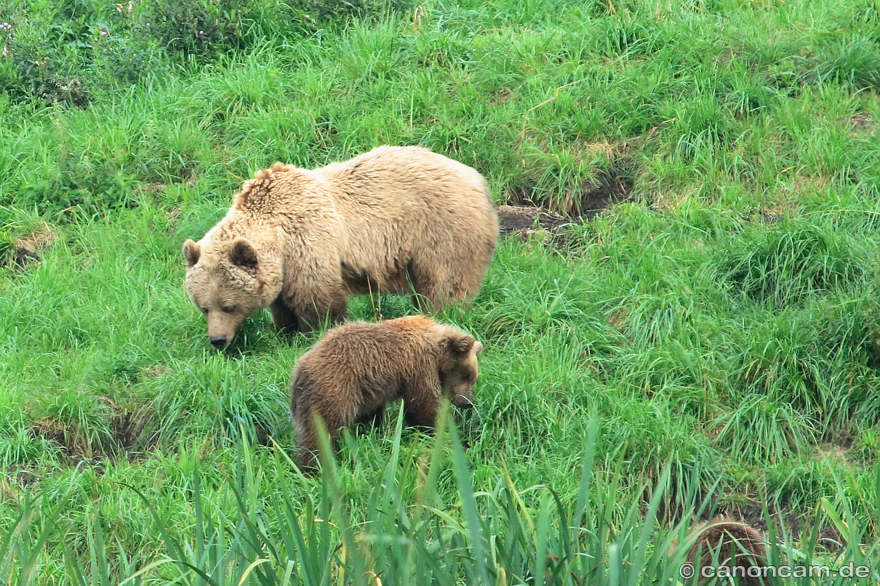 Braunbren im Wildpark