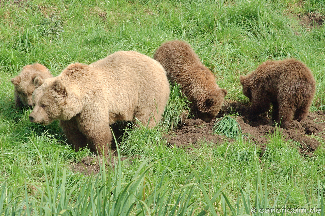 Braunbren im Wildpark