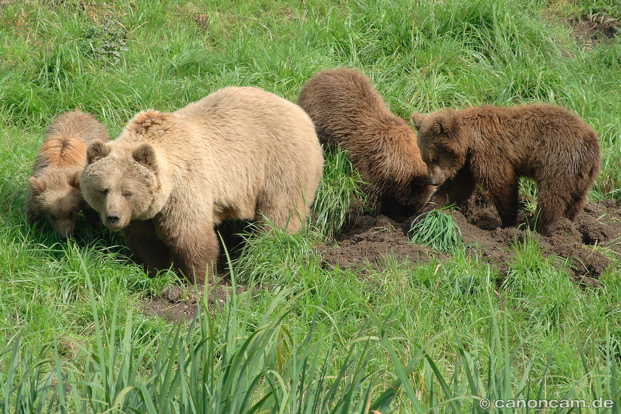 Braunbren-Familie in Poing