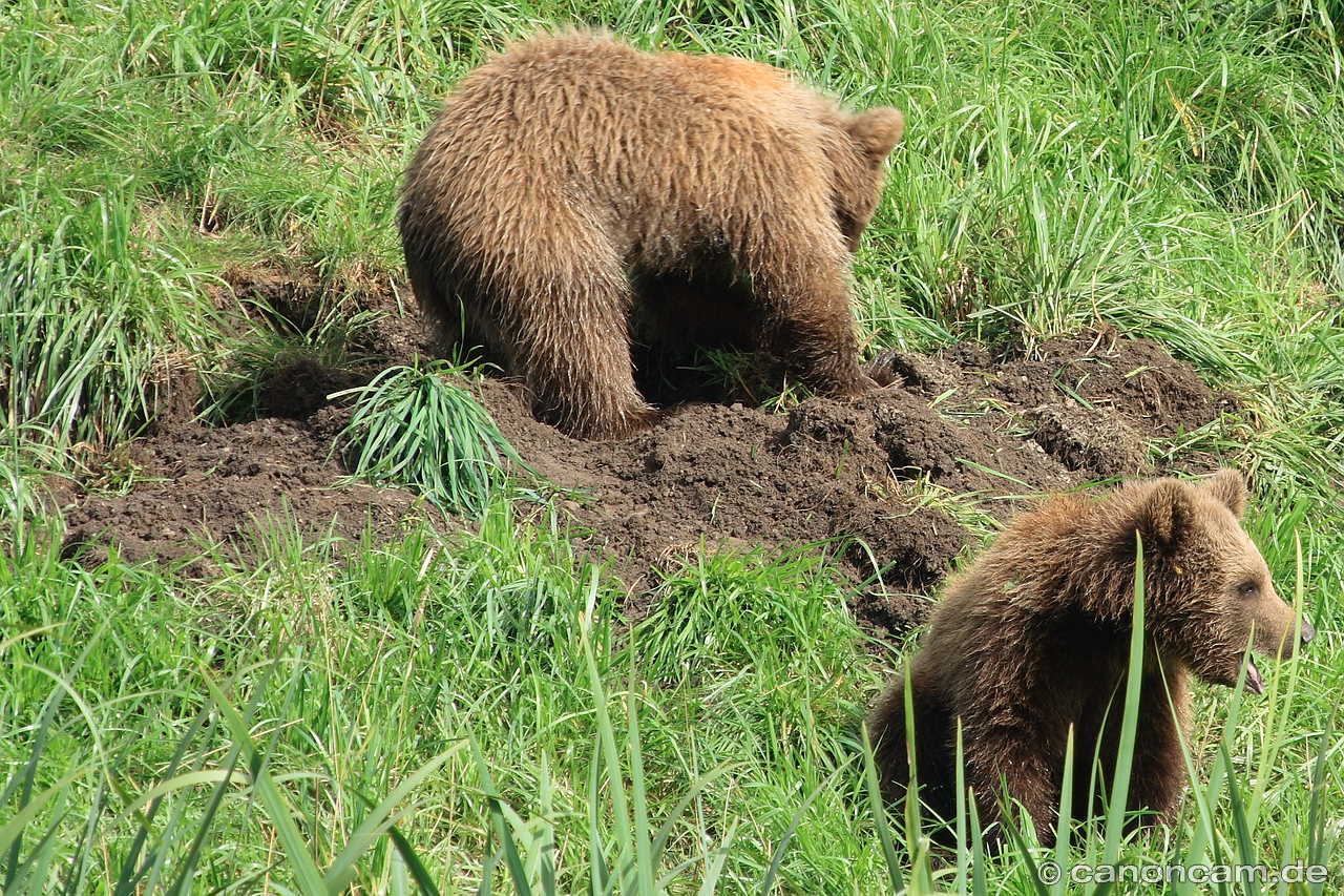 Braunbren im Wildpark