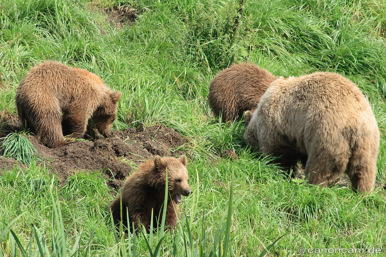 Braunbren im Wildpark