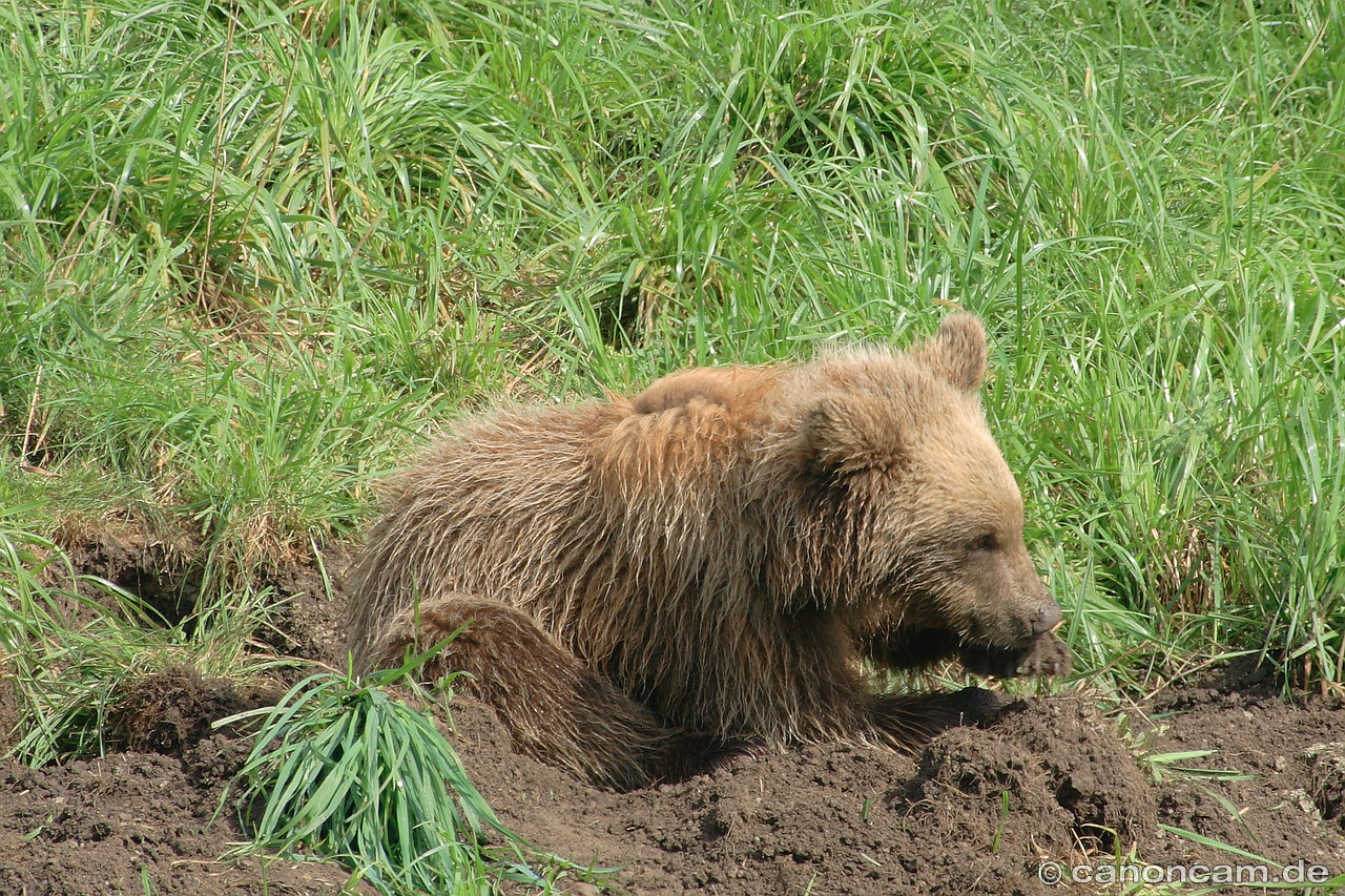 Braunbren im Wildpark