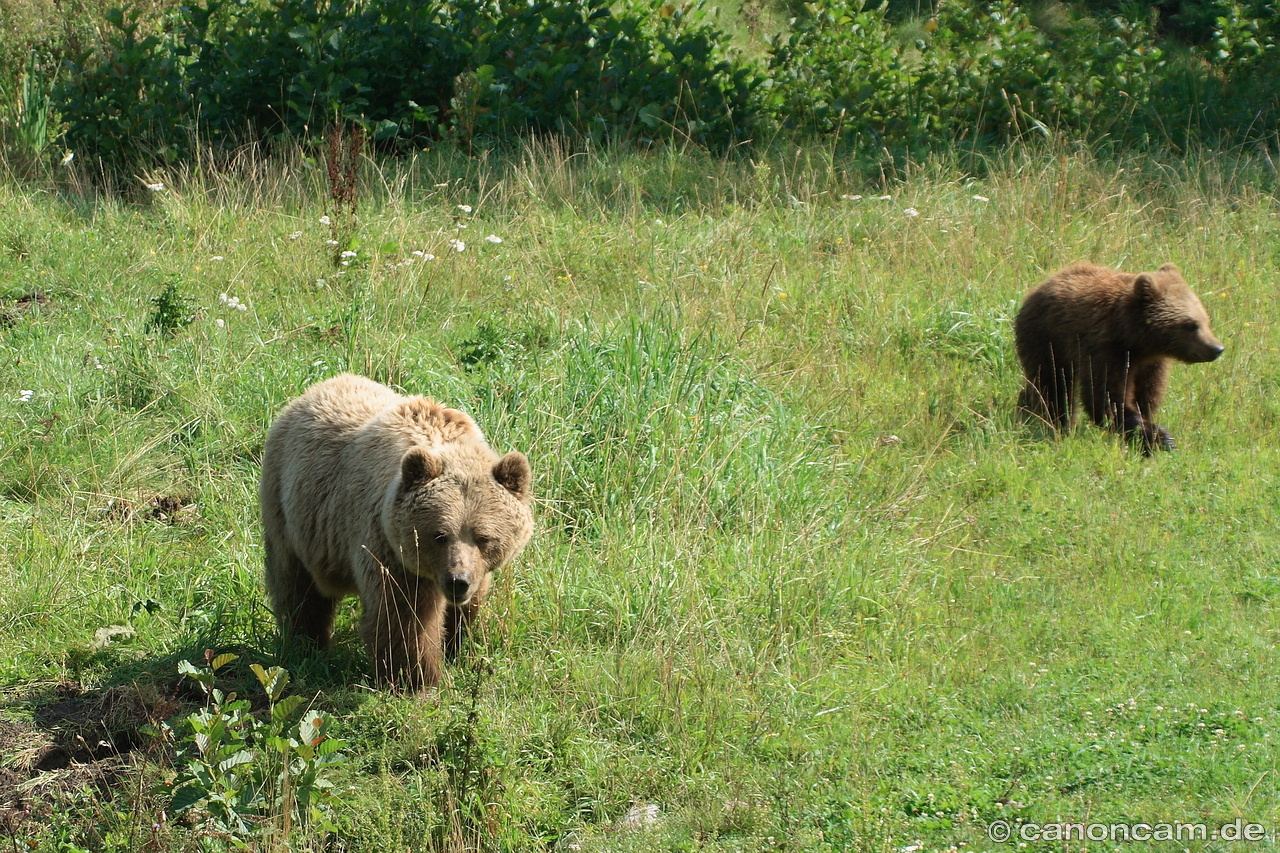 Braunbren im Wildpark