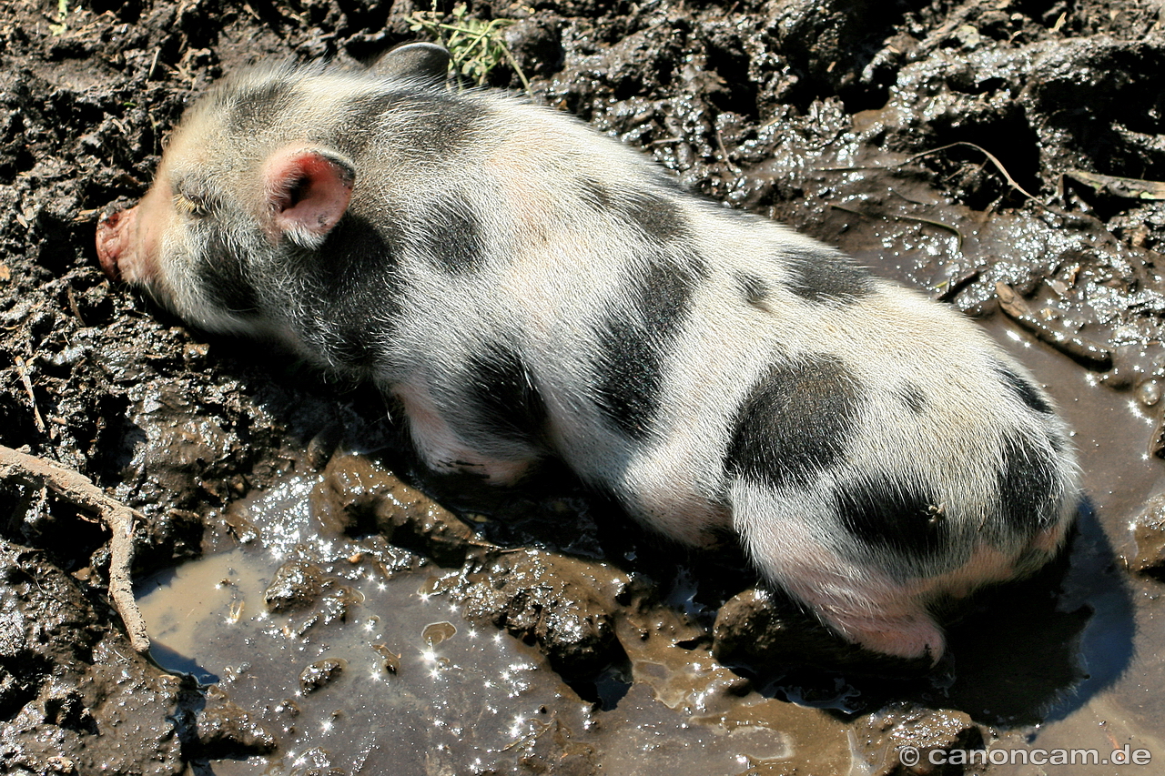 Schweinderl-Siesta