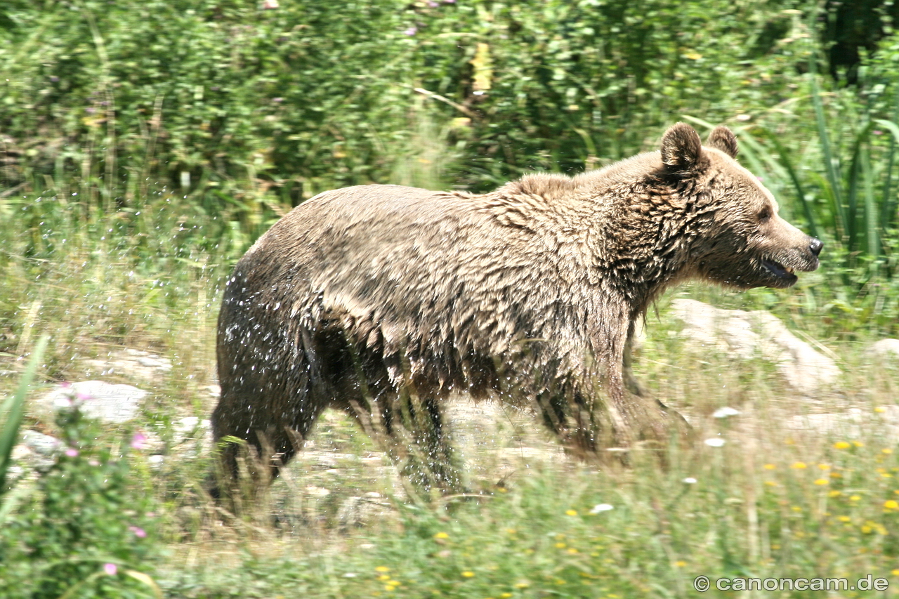 Braunbr Mia