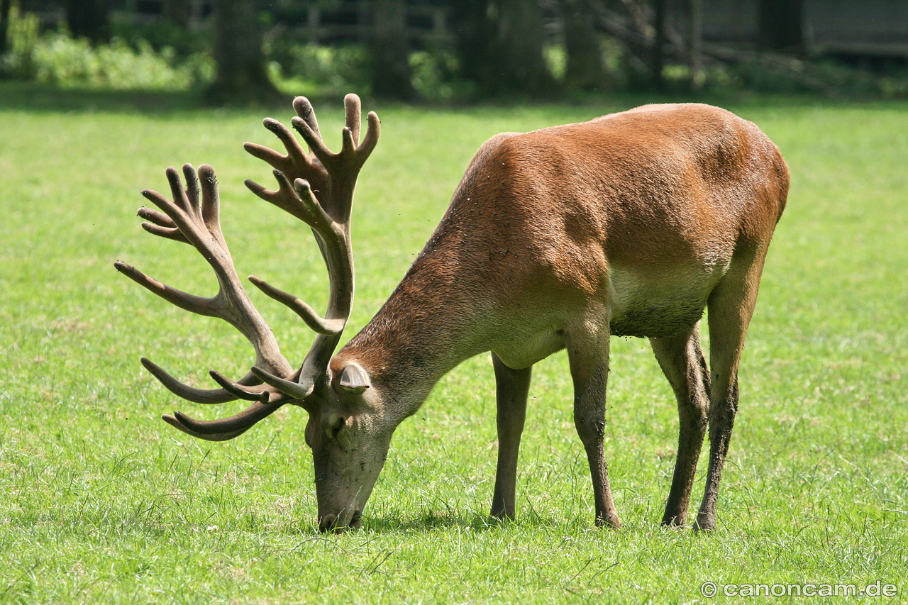 Hirsch beim äsen.