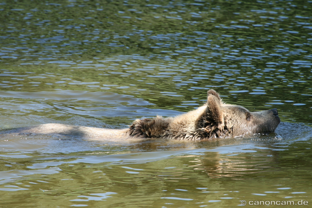 Braunbr Mia