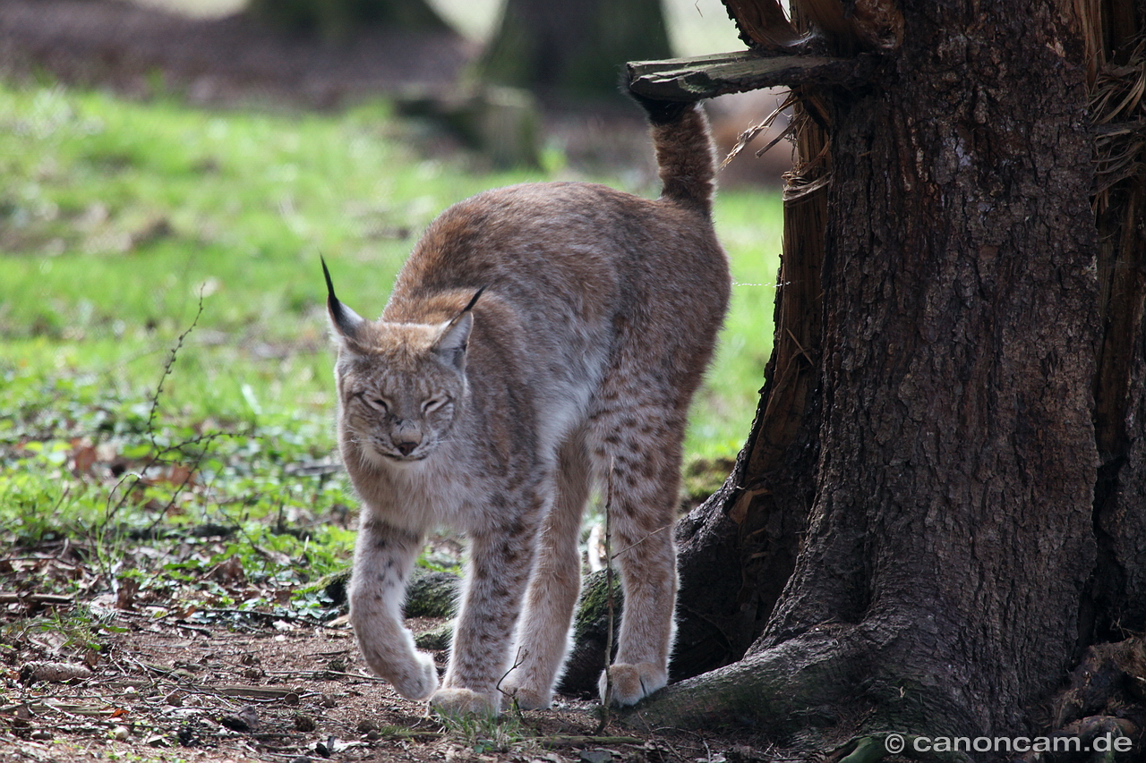 Luchs