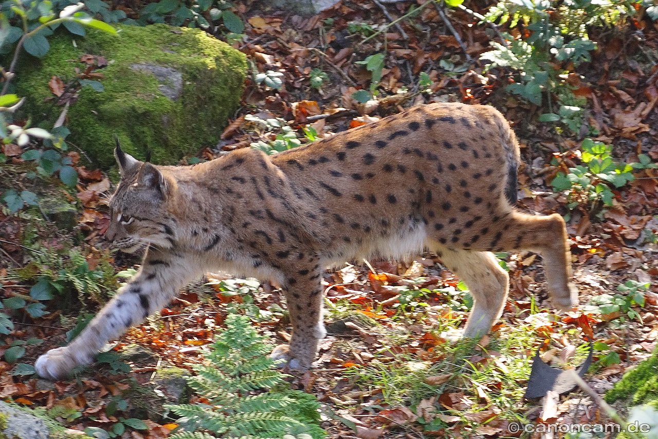 Luchs