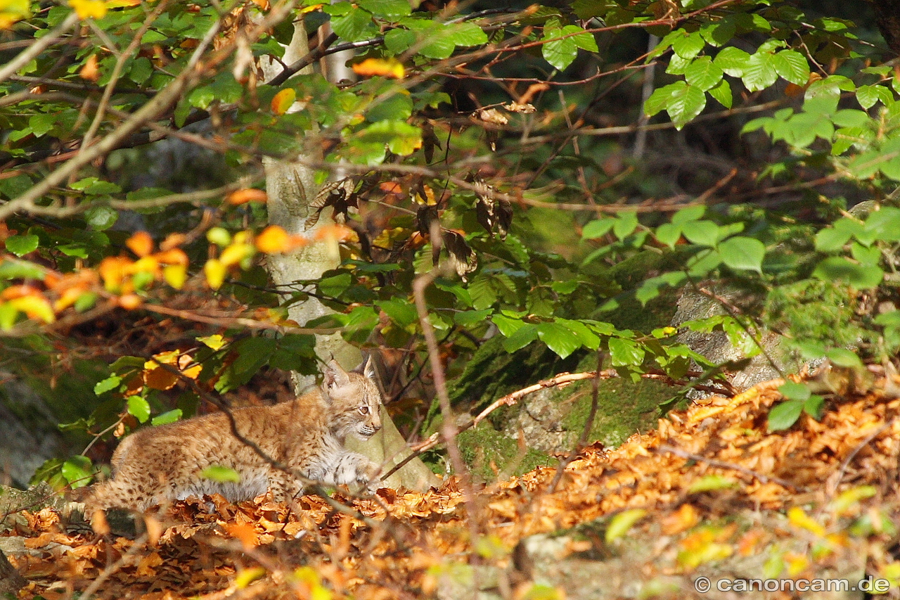 Luchs