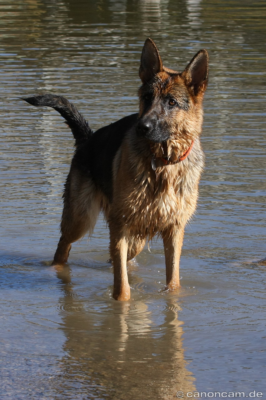 Schferhund am Schliersee