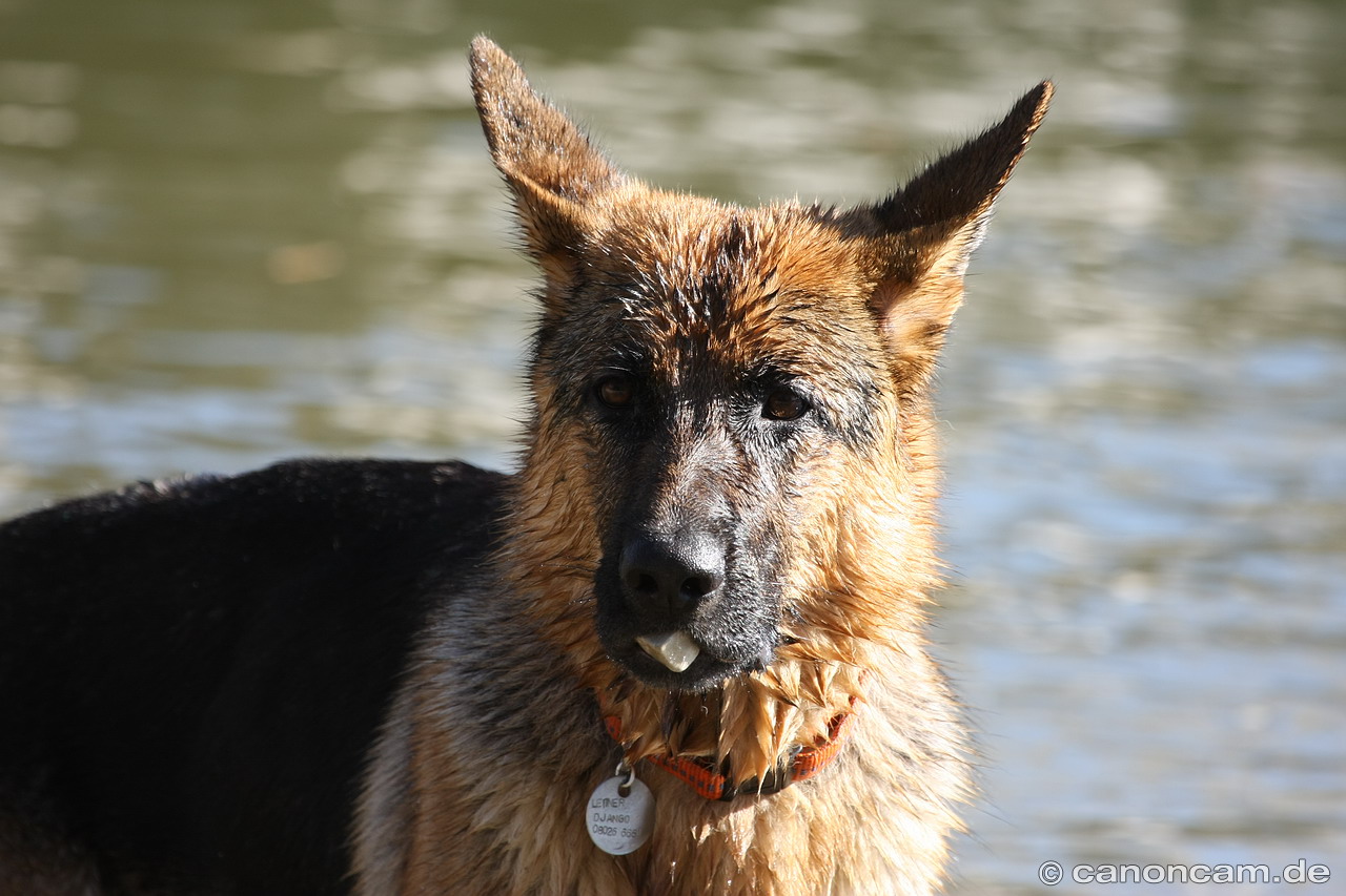 Schferhund am Schliersee