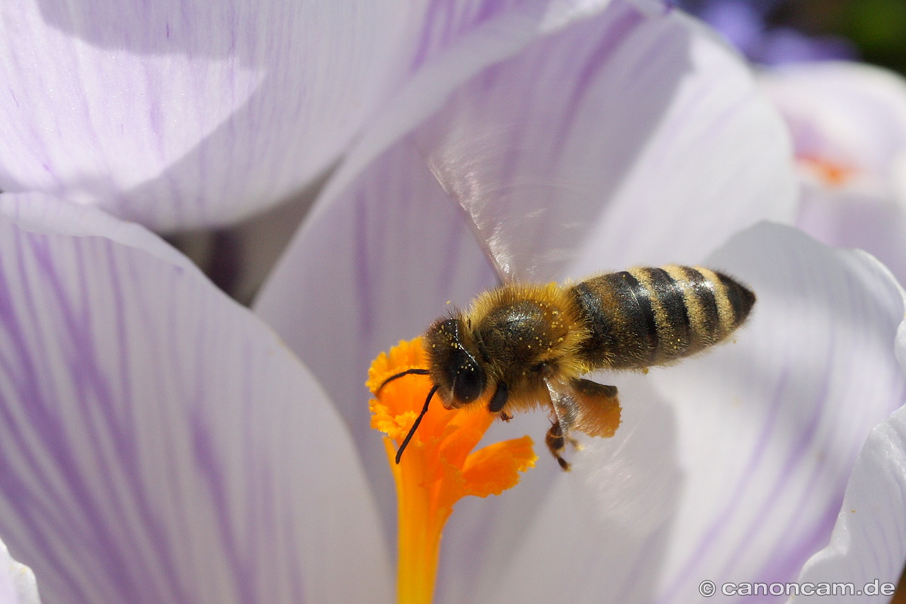 Biene im Flug