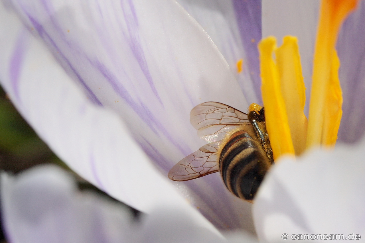 Biene in Krokus