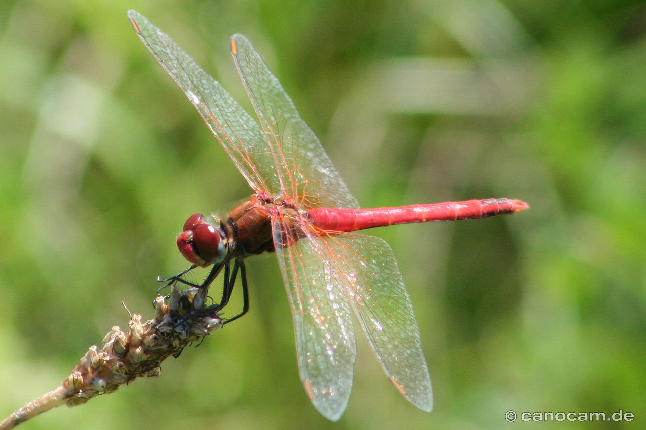 Libelle