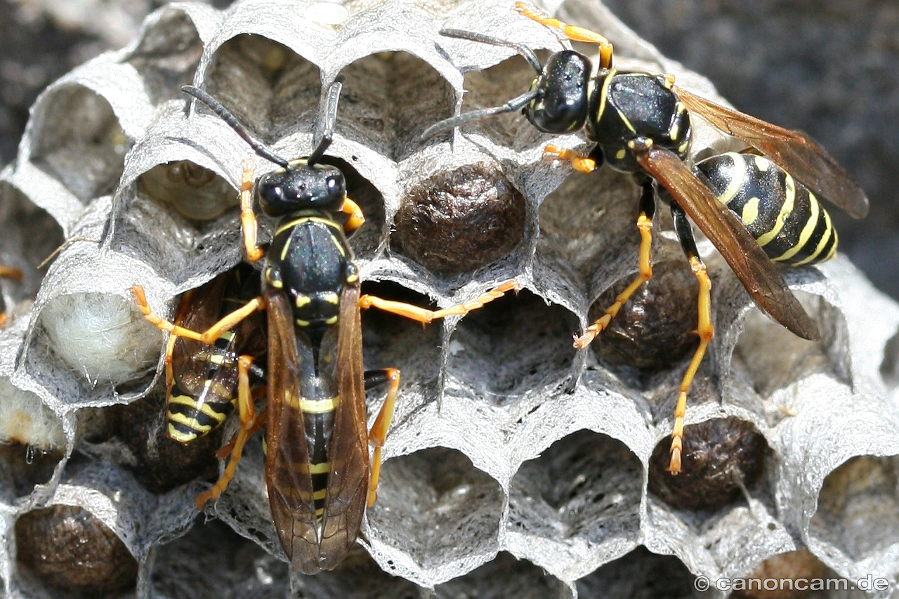 Wespen beim Nestbau