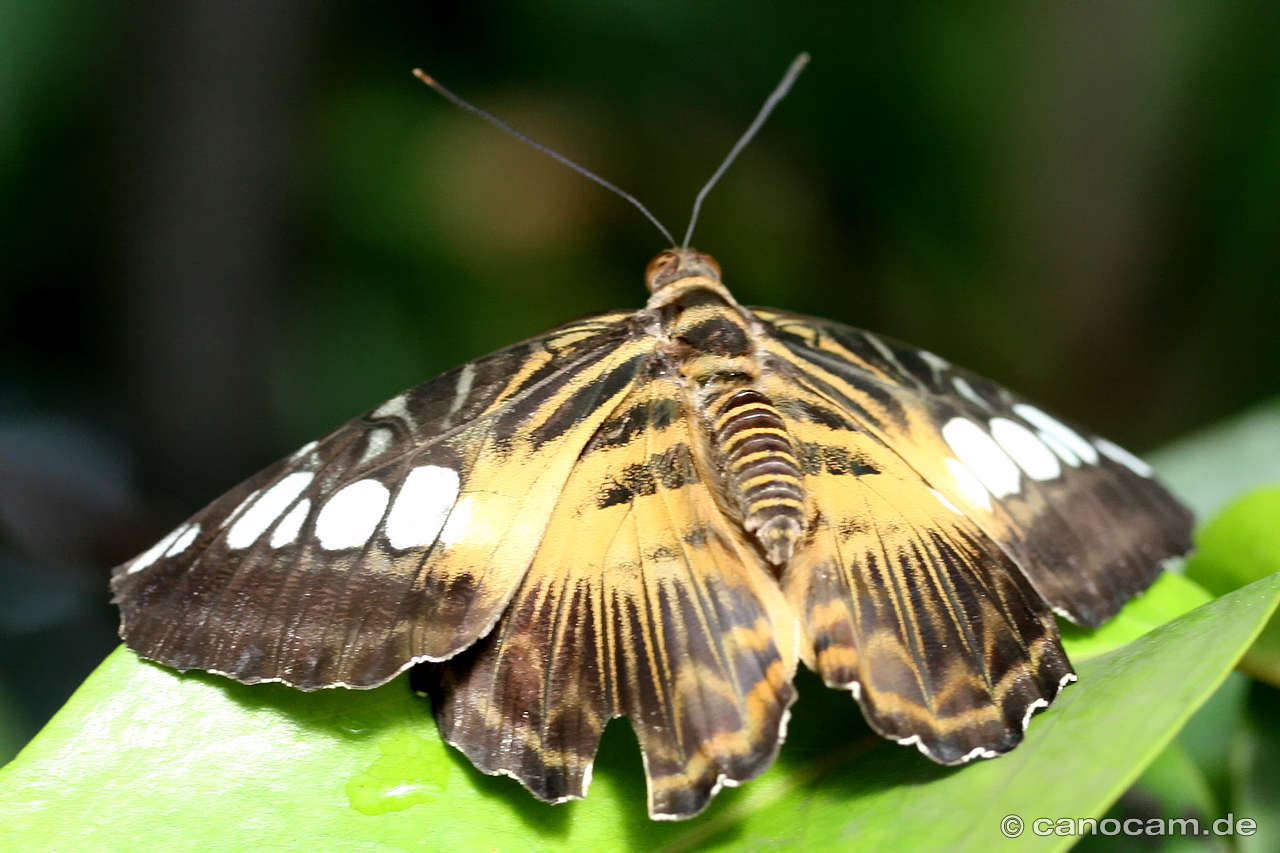 Schmetterling