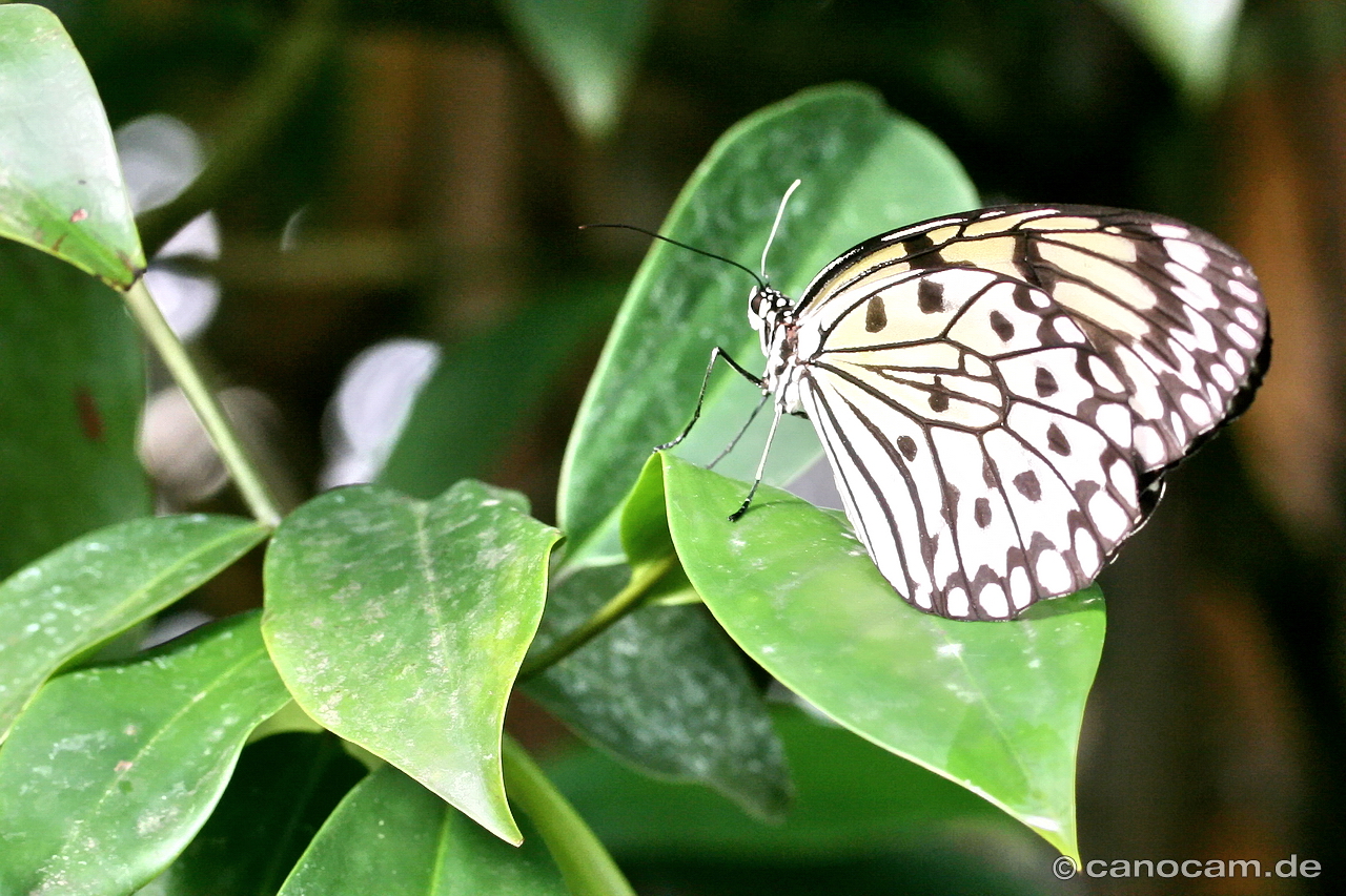 Schmetterling