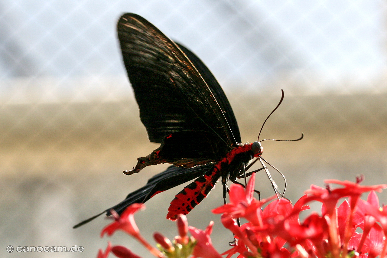 Schmetterling