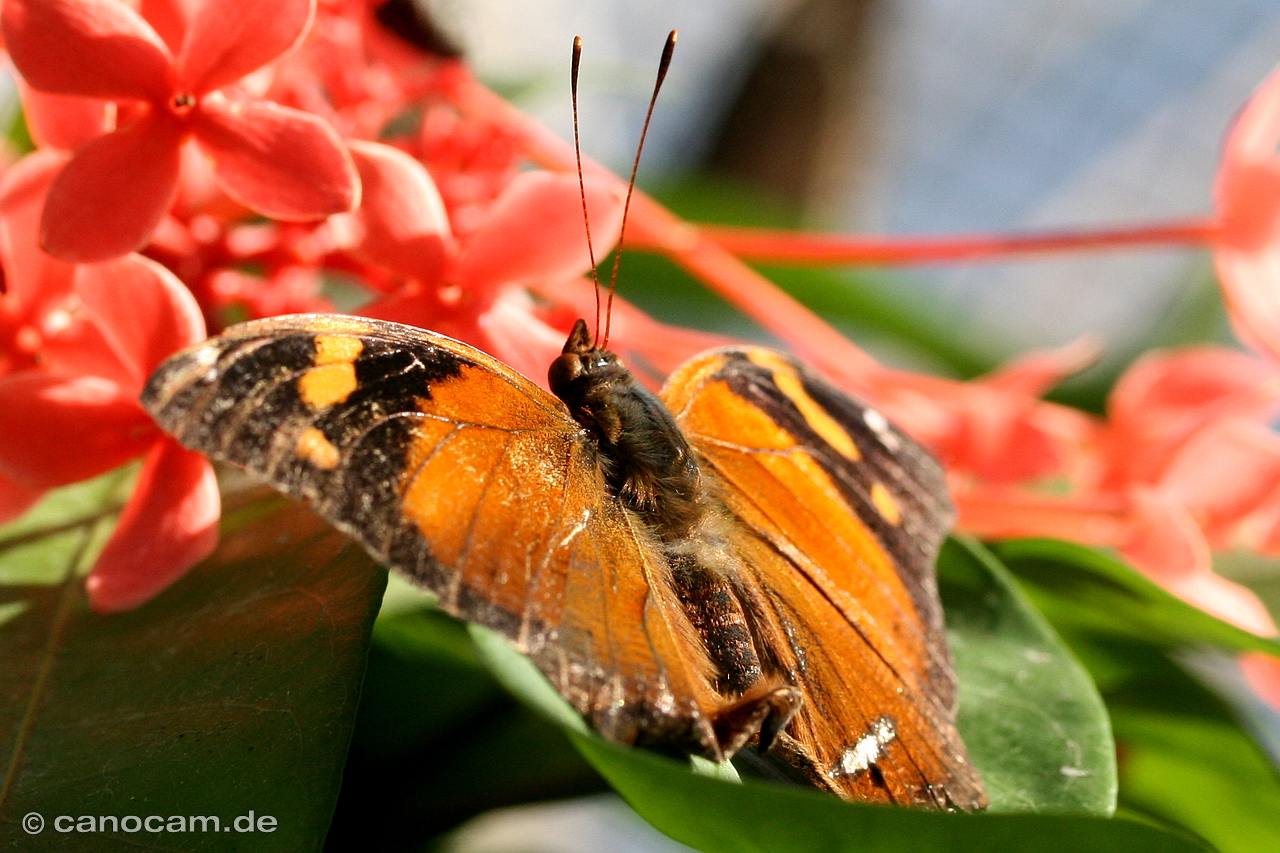 Schmetterling