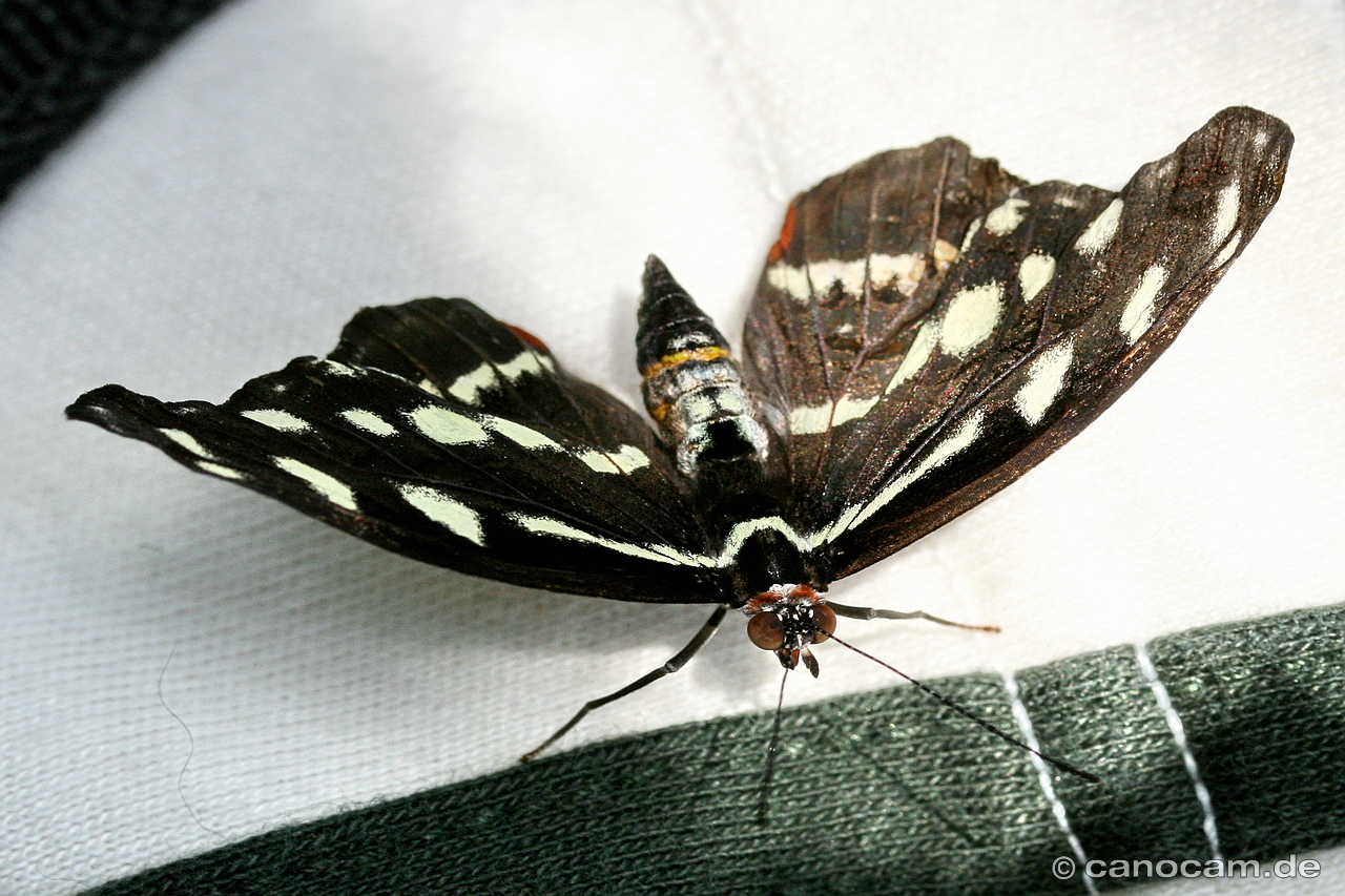 Schmetterling