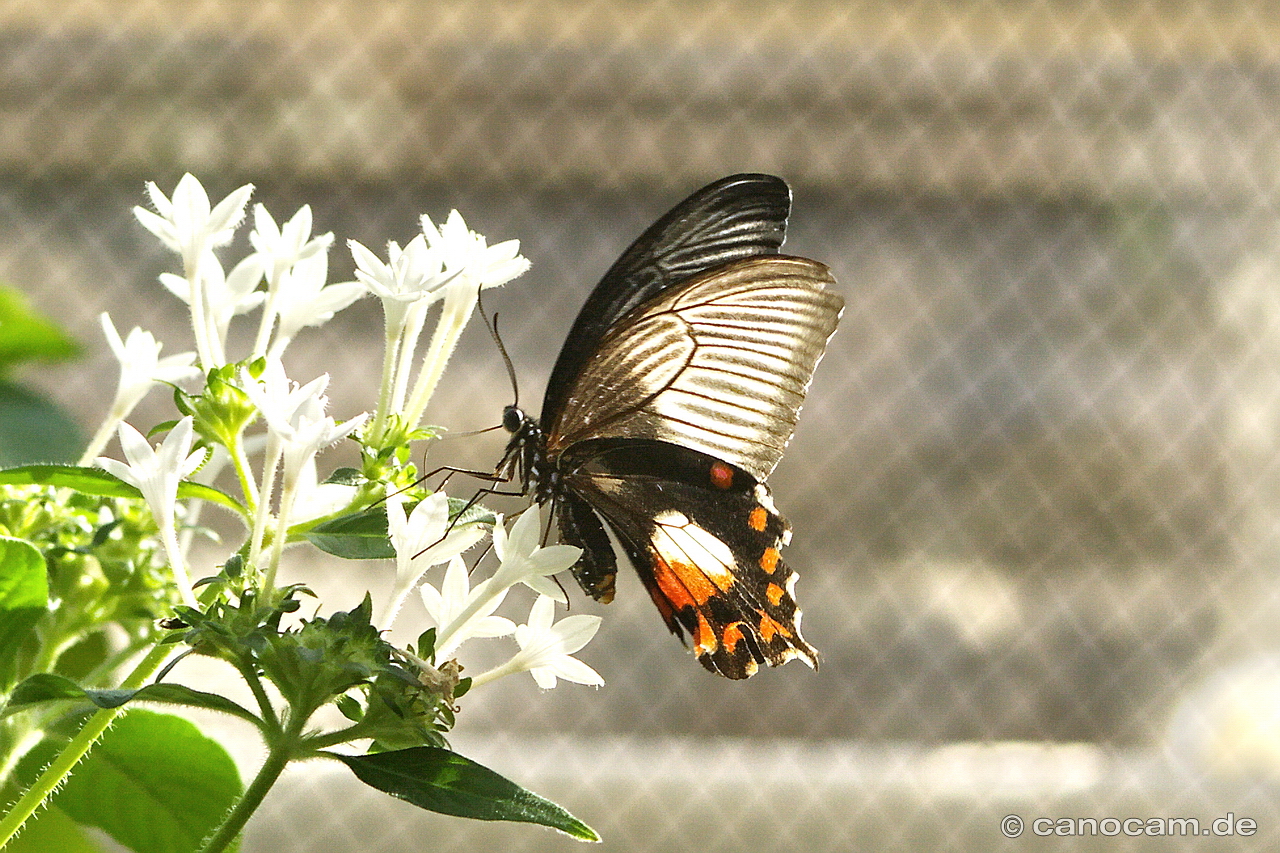 Schmetterling