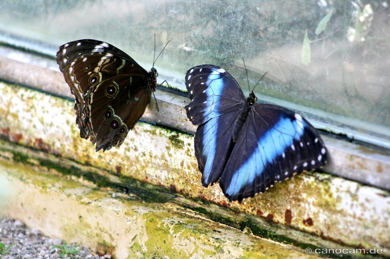 Schmetterling