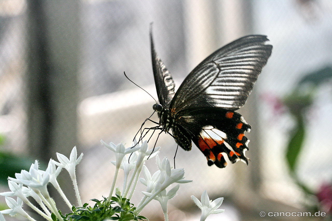 Schmetterling