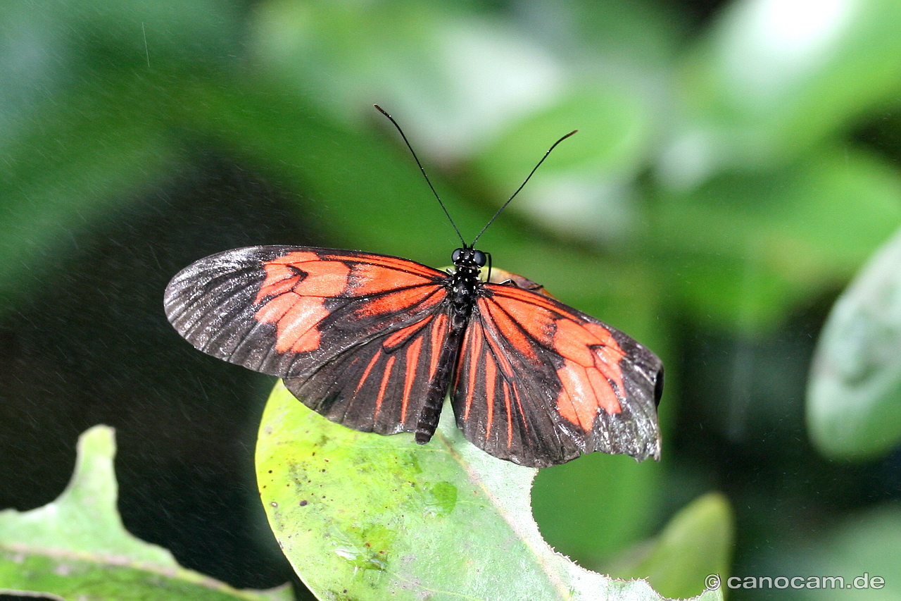 Schmetterling