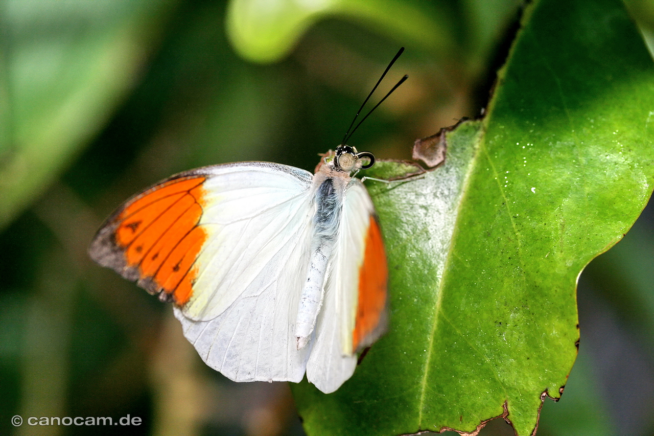 Schmetterling