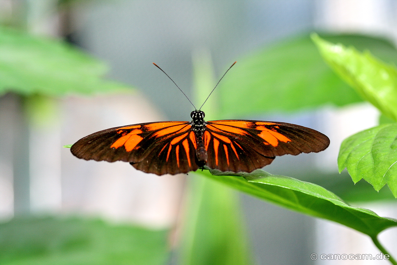 Schmetterling