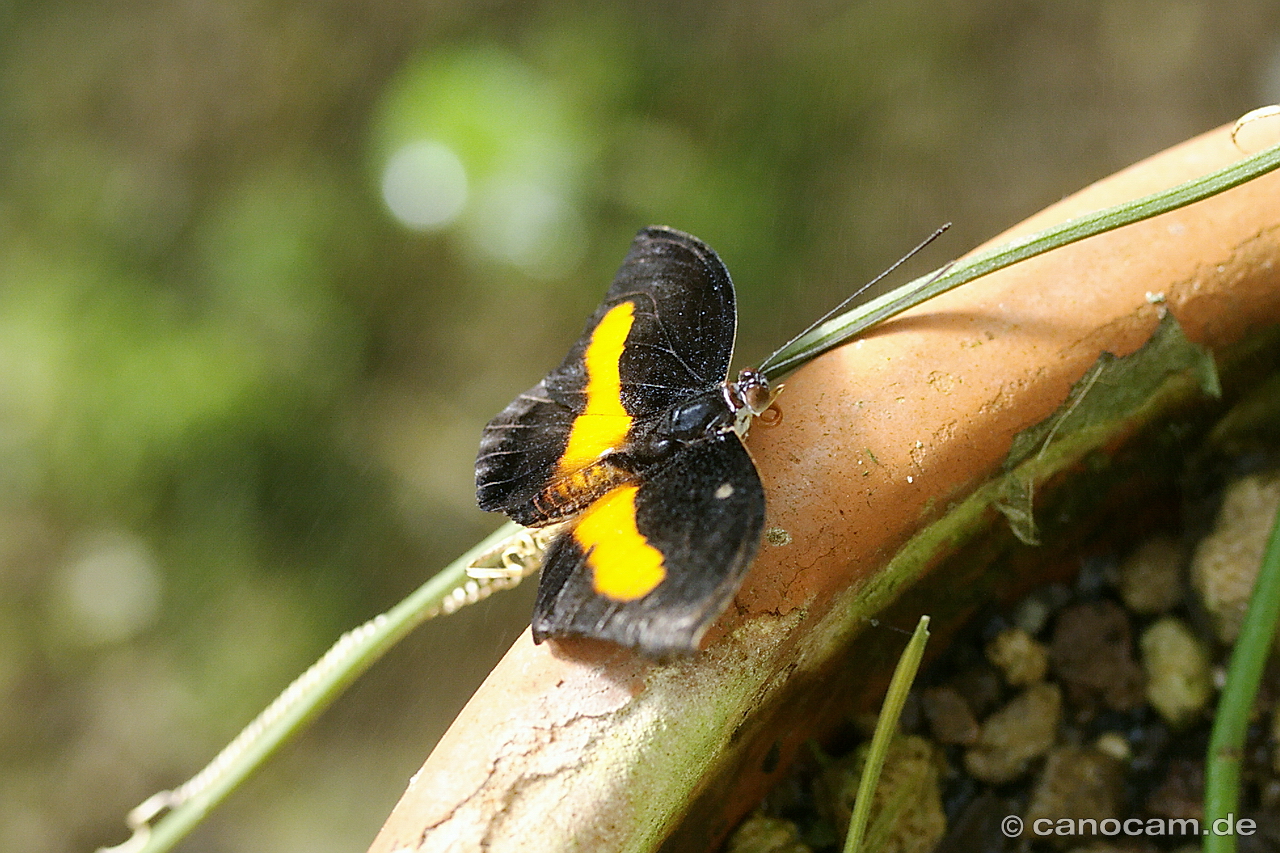 Schmetterling