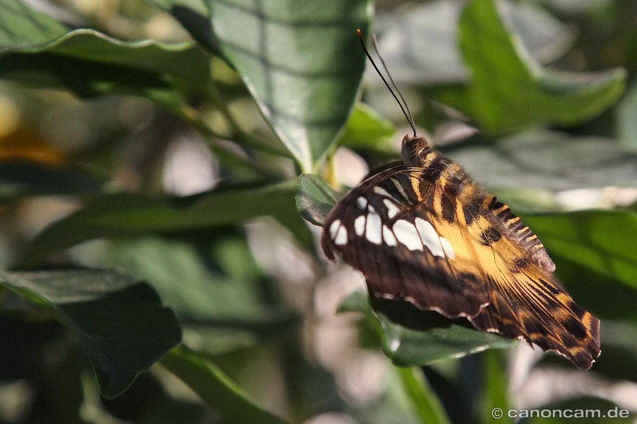 Segler - Tigerfalter