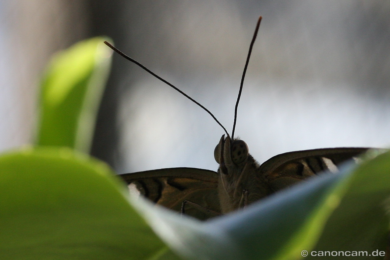 Schmetterling