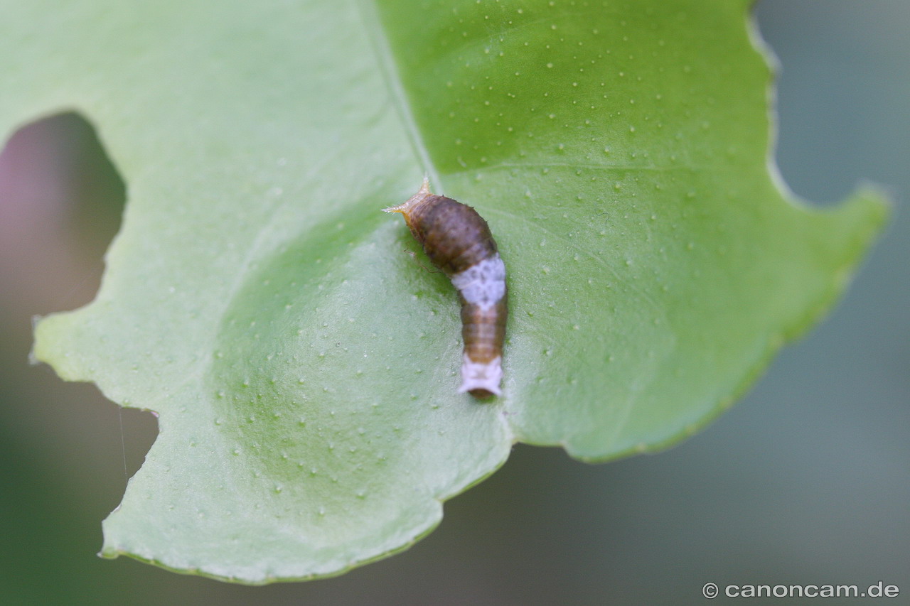 Schmetterlingsraupe